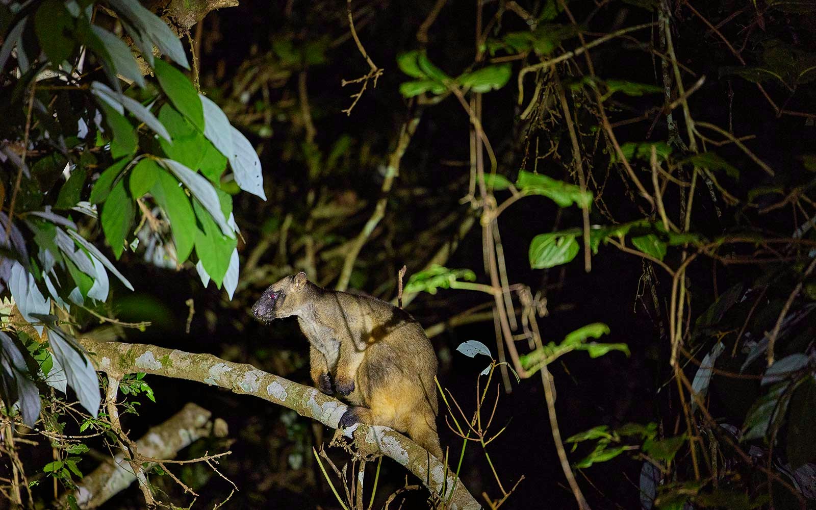 Rainforest and Nocturnal Wildlife Tour