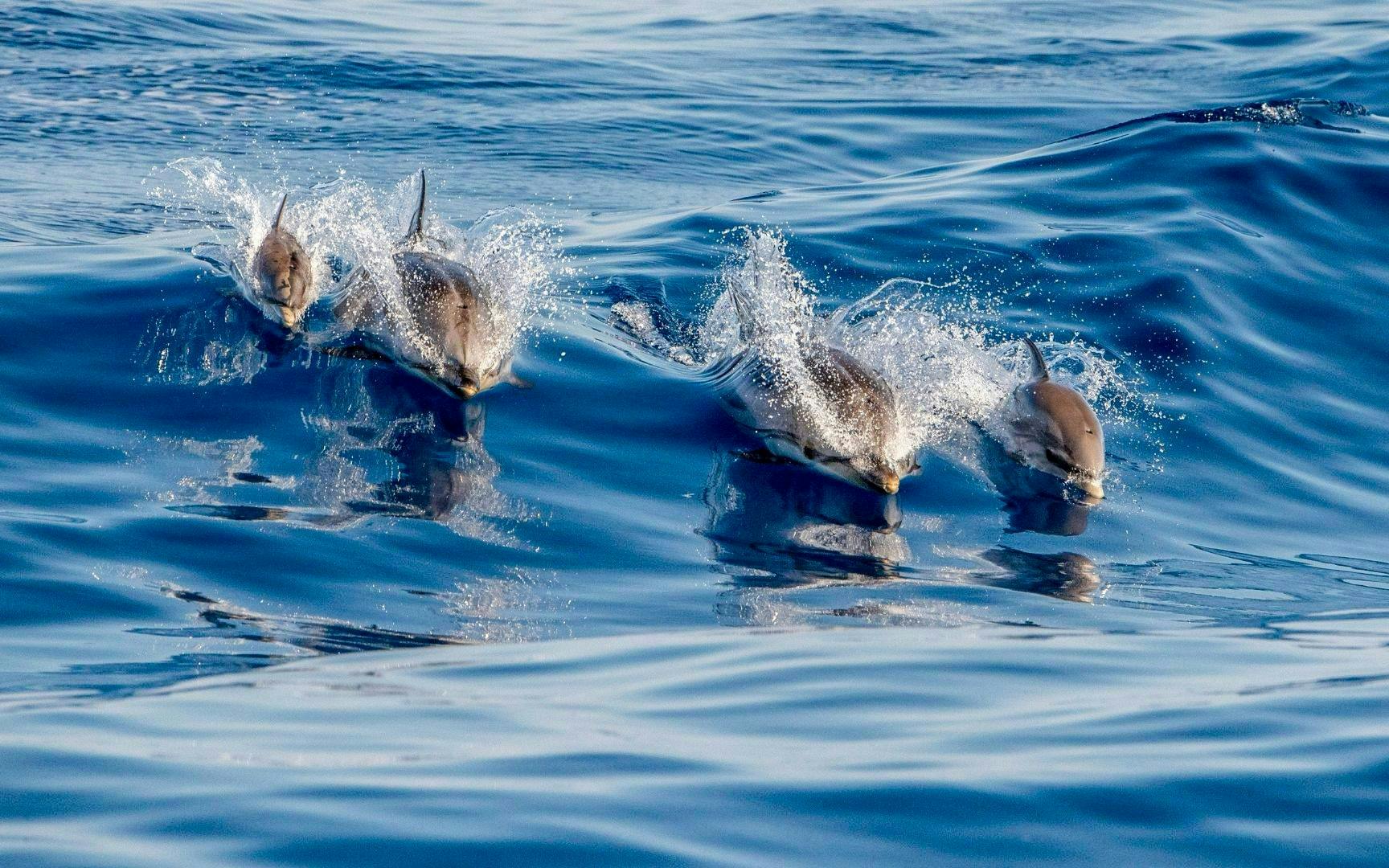 terceira: schwimmen mit den delfinen-2
