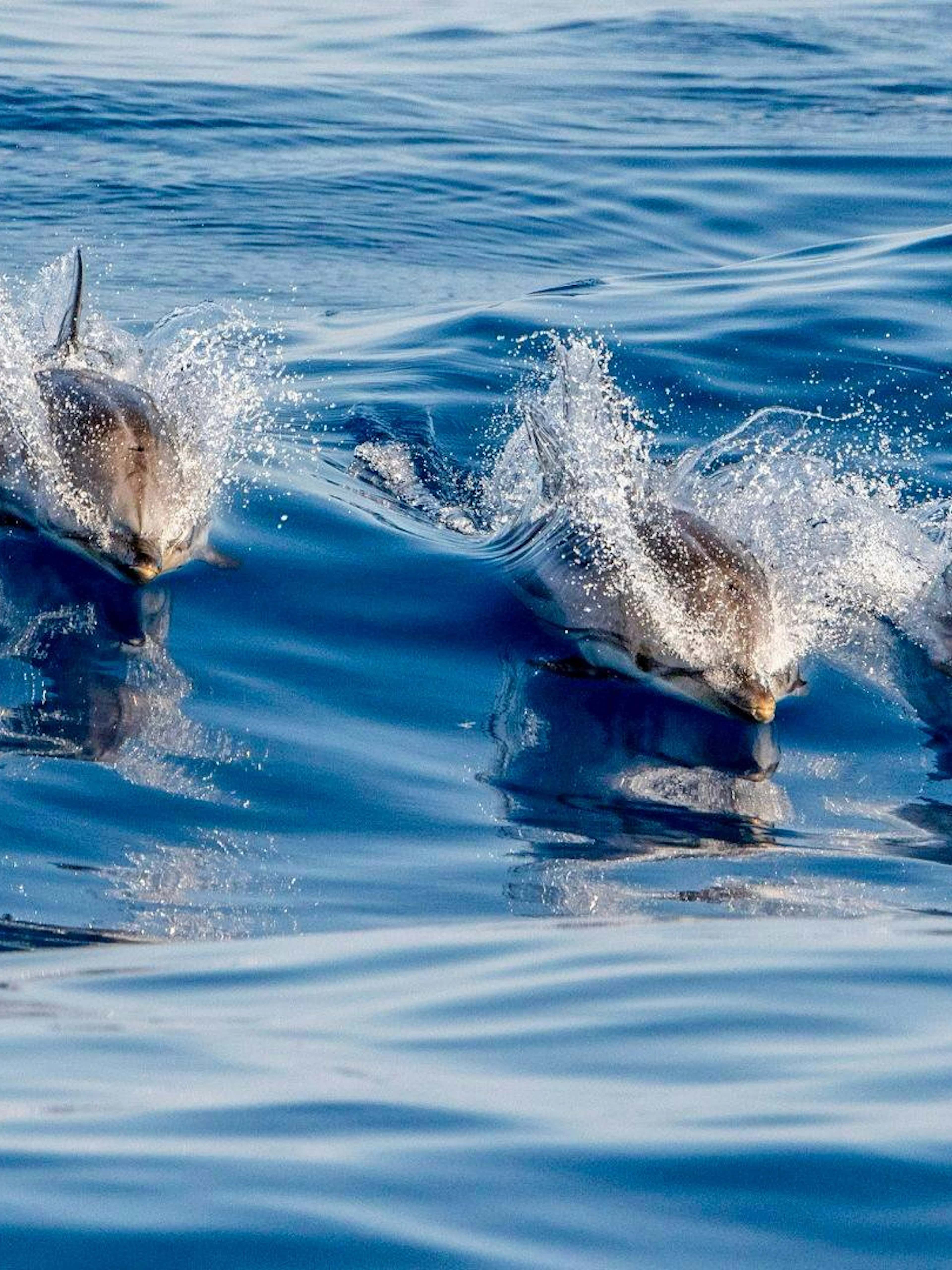 terceira: swim with the dolphins-1