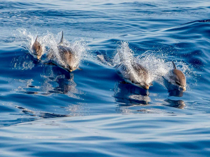 Terceira Swim With Dolphins - Ponta Delgada