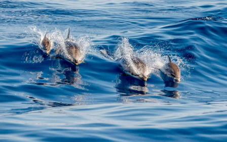 Terceira: Swim With the Dolphins
