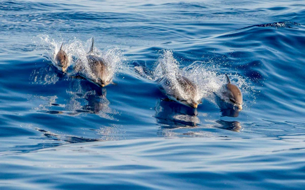 Terceira: Swim With the Dolphins