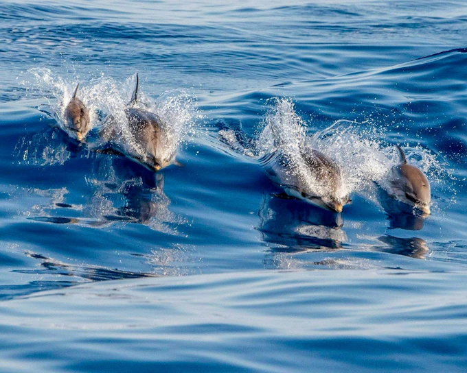 Terceira: Swim With the Dolphins