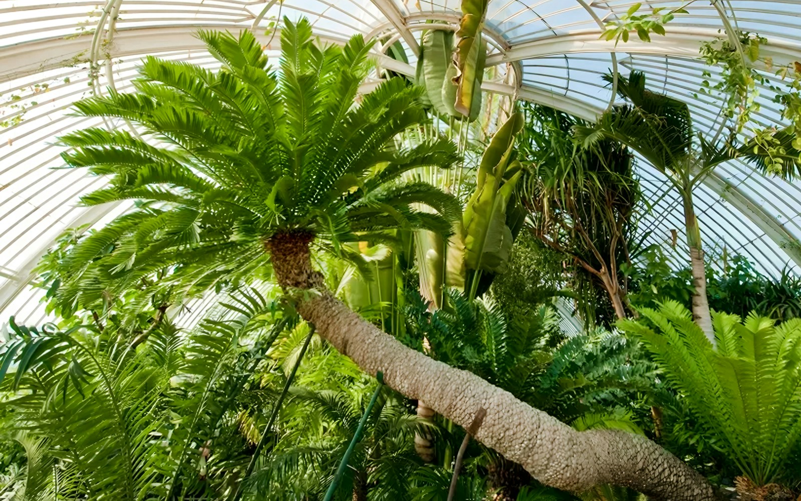 Palm House