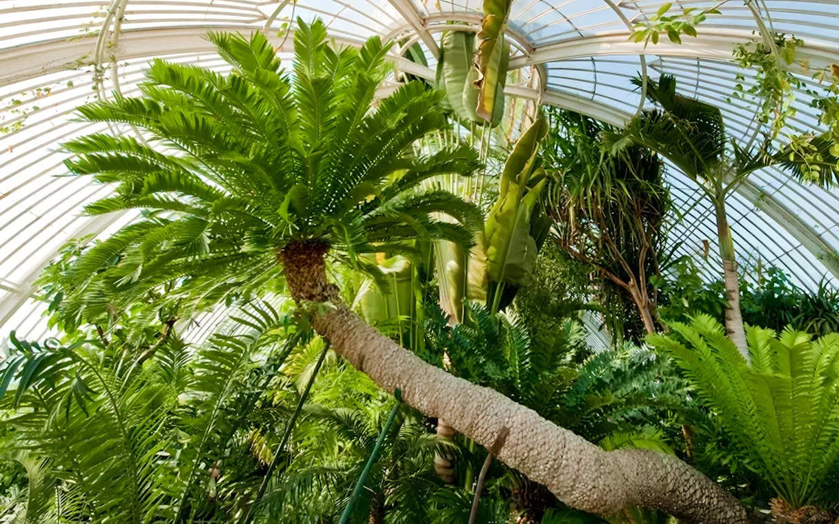 Palm trees inside the Palm House at Kew Gardens, London.