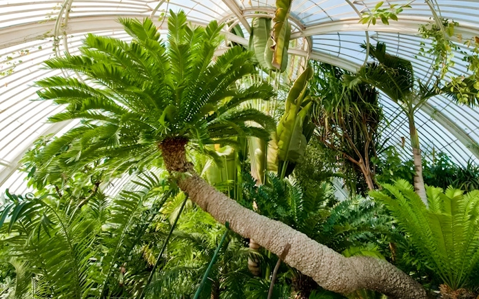 Palm trees inside the Palm House at Kew Gardens, London.