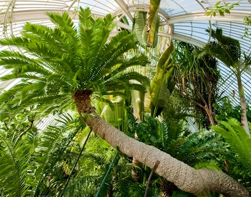Palm trees inside the Palm House at Kew Gardens, London.