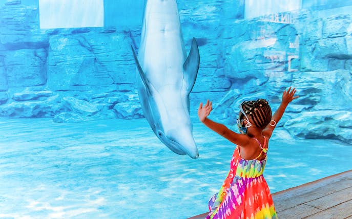 Child interacting with dolphin at Winter the Dolphin Experience, Clearwater Beach.