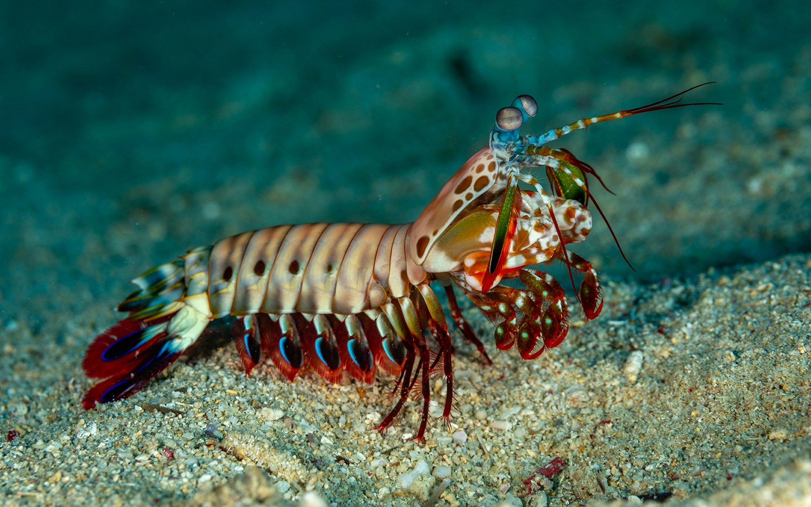 Mantis Shrimp in aquarium