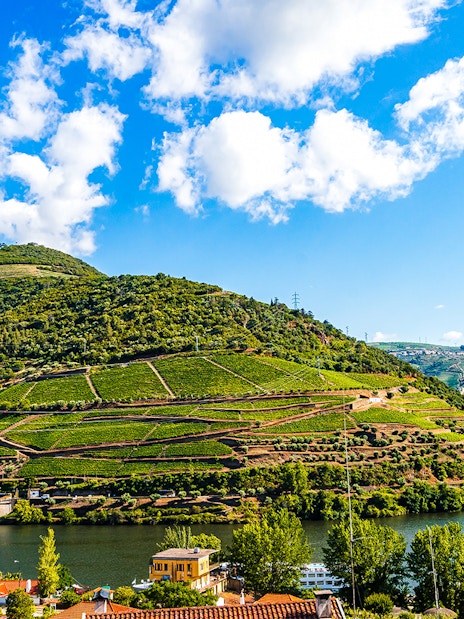 Vineyards along the Douro River with a cruise boat near Porto.