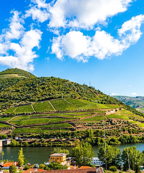 Vineyards along the Douro River with a cruise boat near Porto.