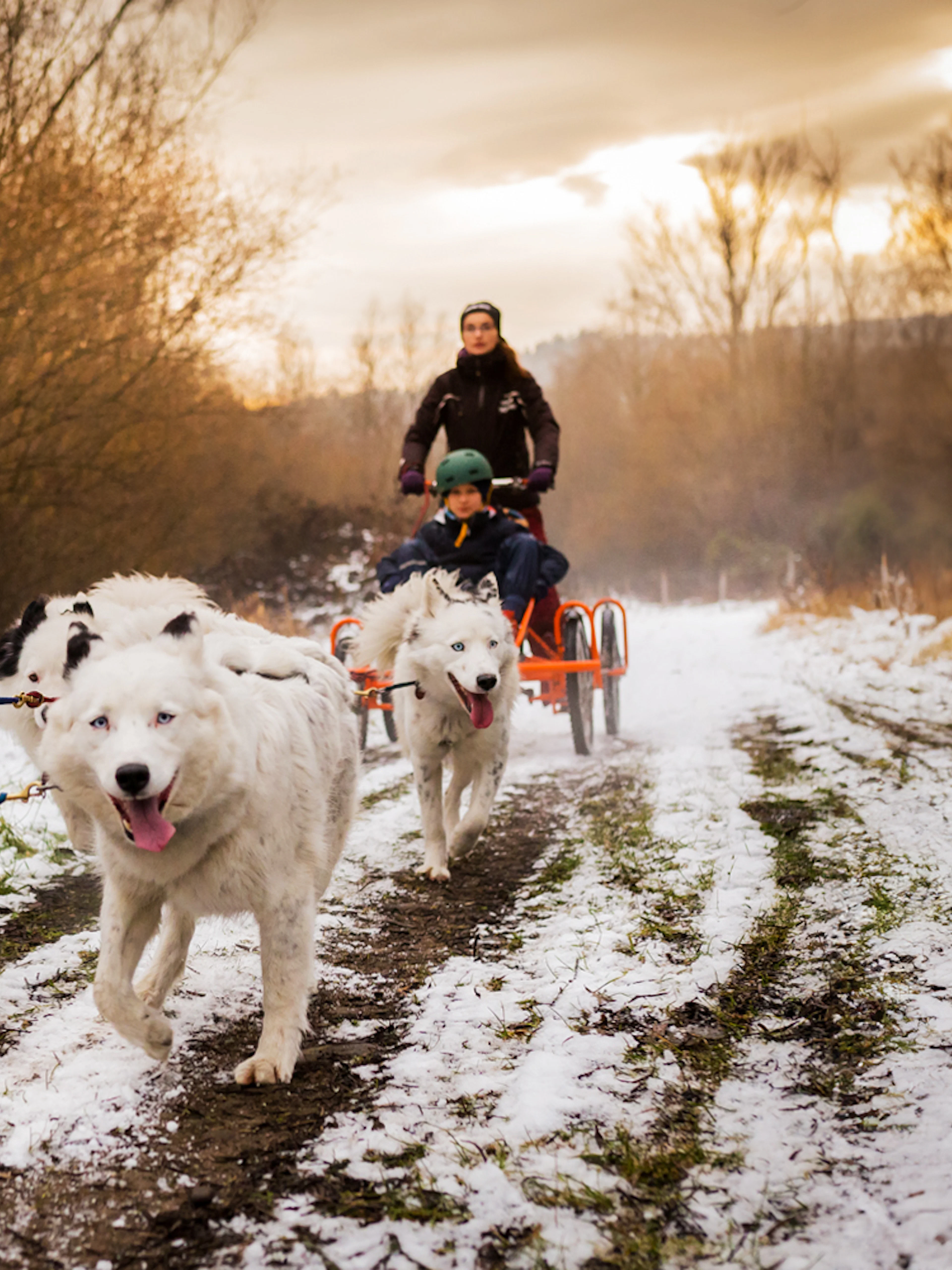 Dog sledding tour in Tatra Mountains near Krakow with snowy trail and trees.