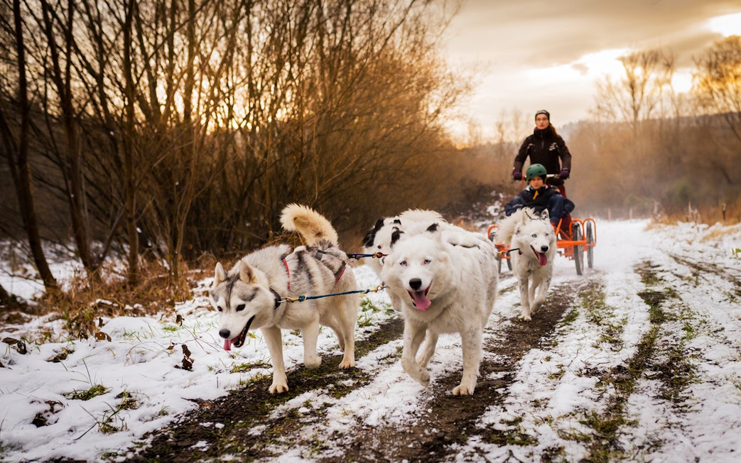 Dog sledding tour in Tatra Mountains near Krakow with snowy trail and trees.