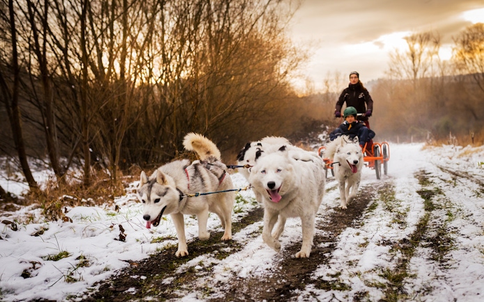 Dog sledding tour in Tatra Mountains near Krakow with snowy trail and trees.