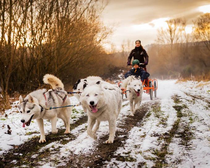 From Krakow: Tatra Mountains Dog Sledding Tour
