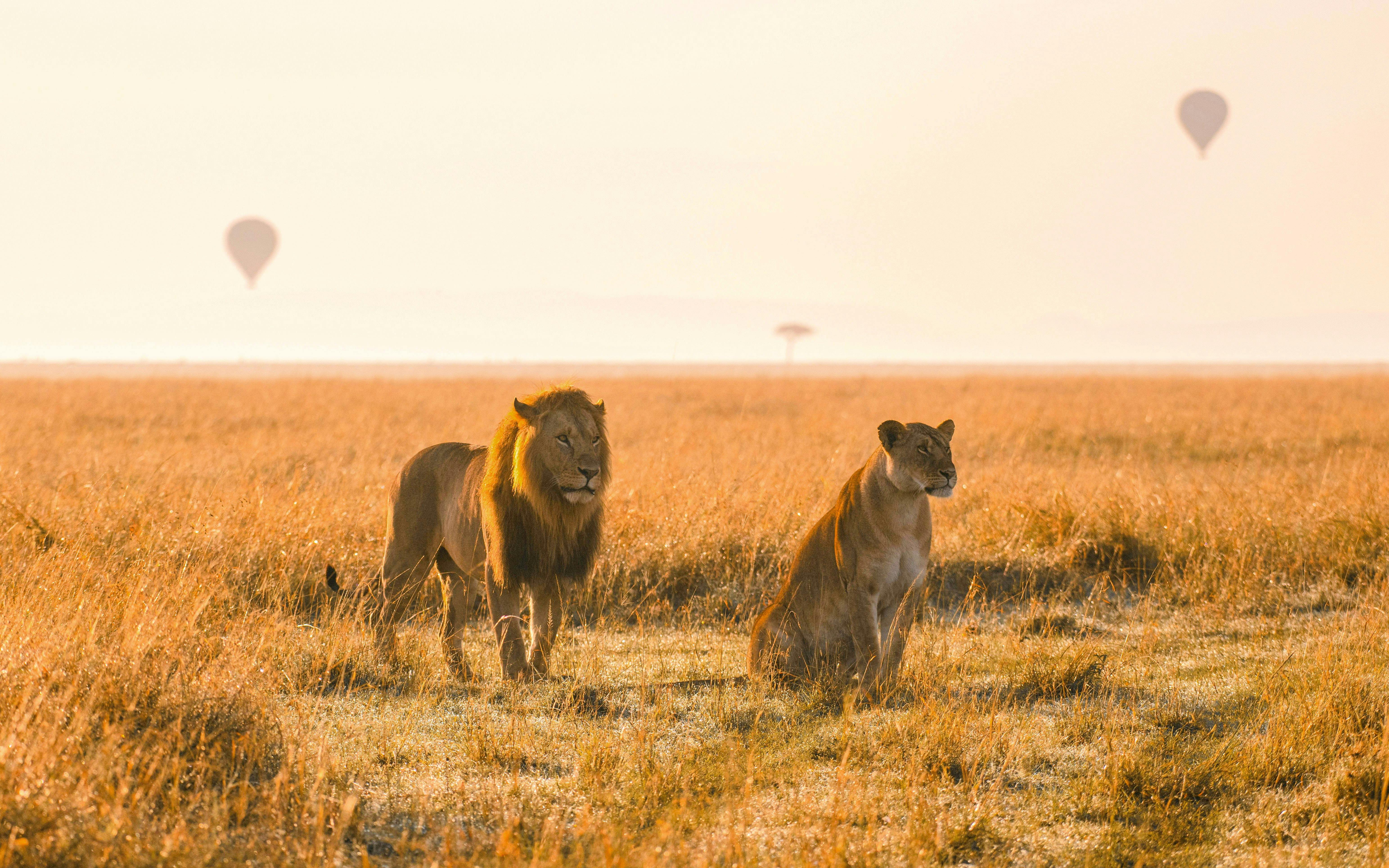 Lions in African savanna with hot air balloons in the background.