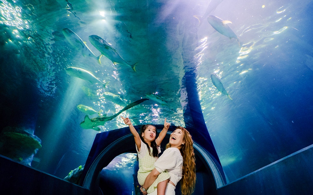 Visitors in SEA LIFE Melbourne's Night on the Reef tunnel, viewing marine life above.