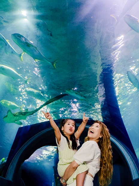 Visitors in SEA LIFE Melbourne's Night on the Reef tunnel, viewing marine life above.