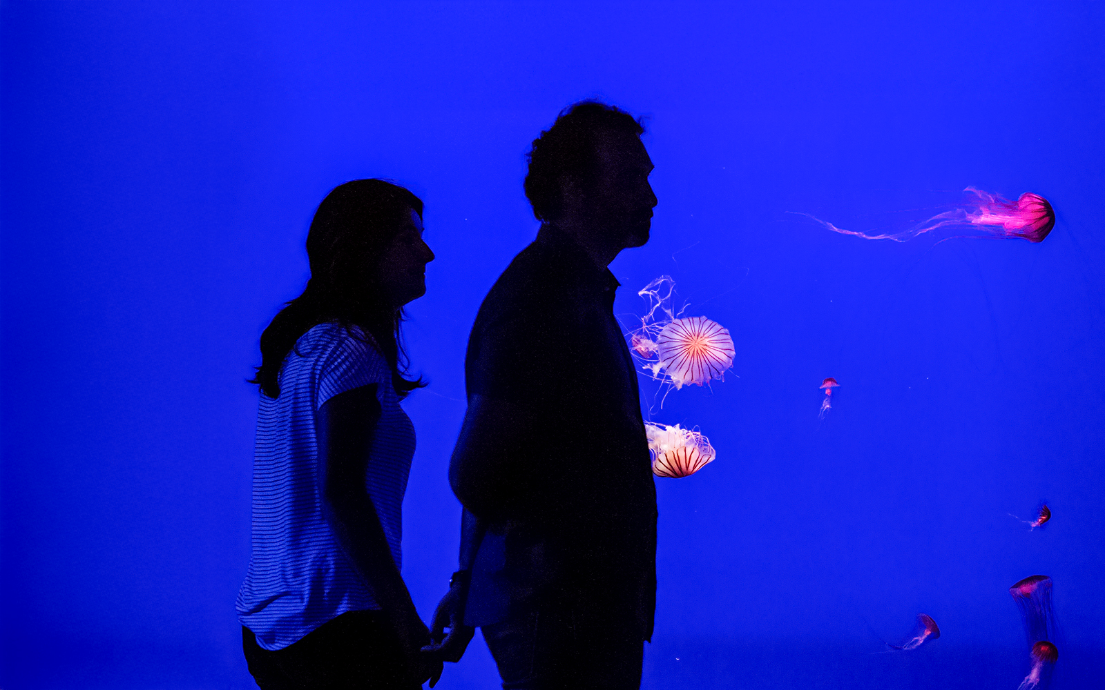 Visitor observing jellyfish at Seville Aquarium.