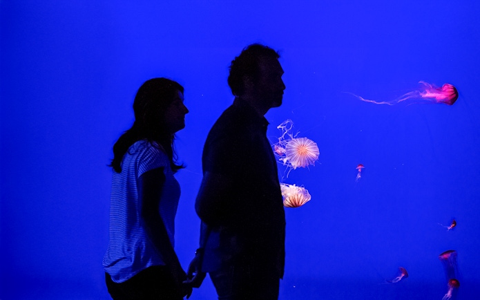 Visitor observing jellyfish at Seville Aquarium.