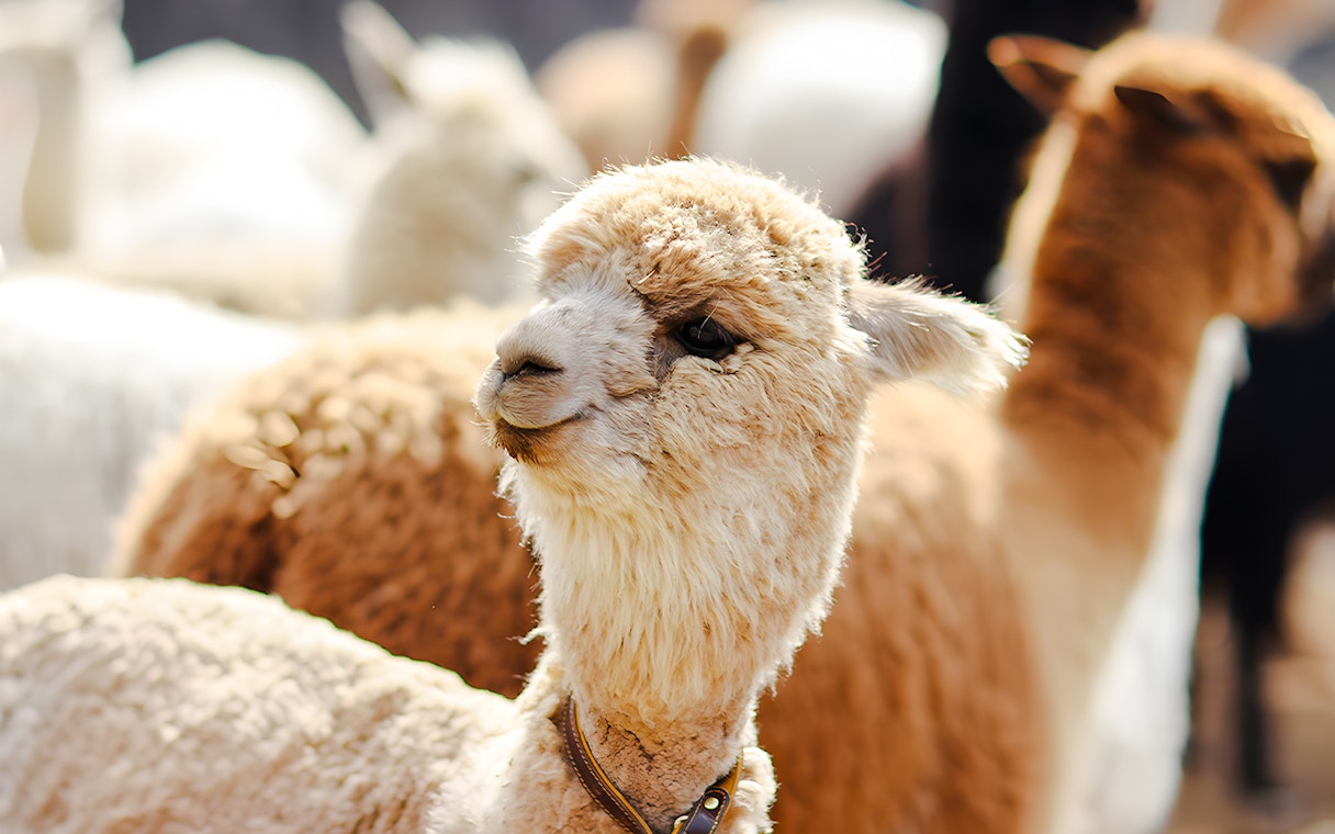 Alpaca on Alpaca Island surrounded by other alpacas.