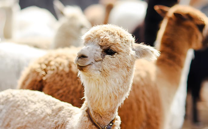 Alpaca on Alpaca Island surrounded by other alpacas.
