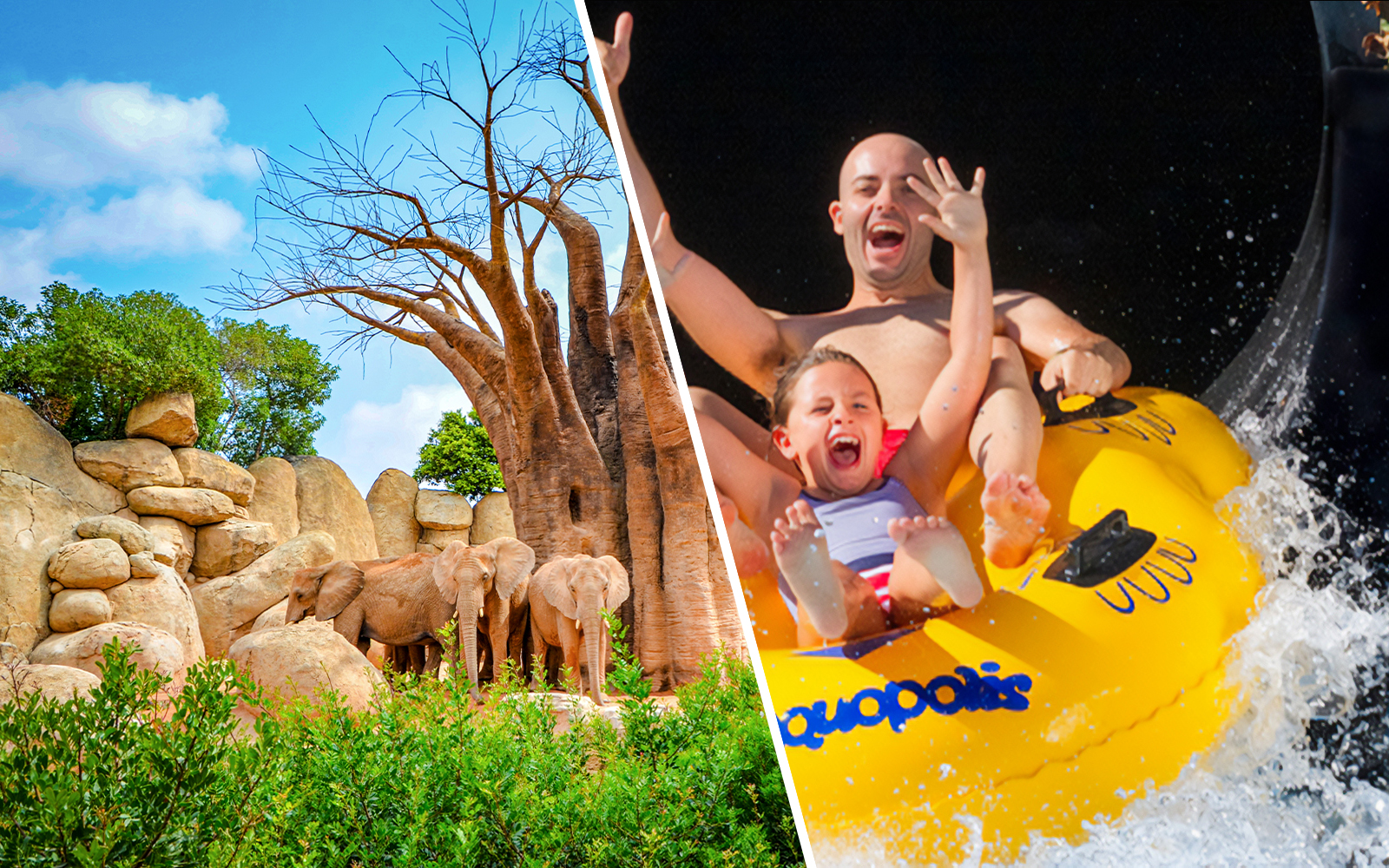 Elephants near baobab trees at Bioparc Valencia.