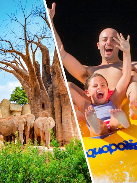 Elephants near baobab trees at Bioparc Valencia.