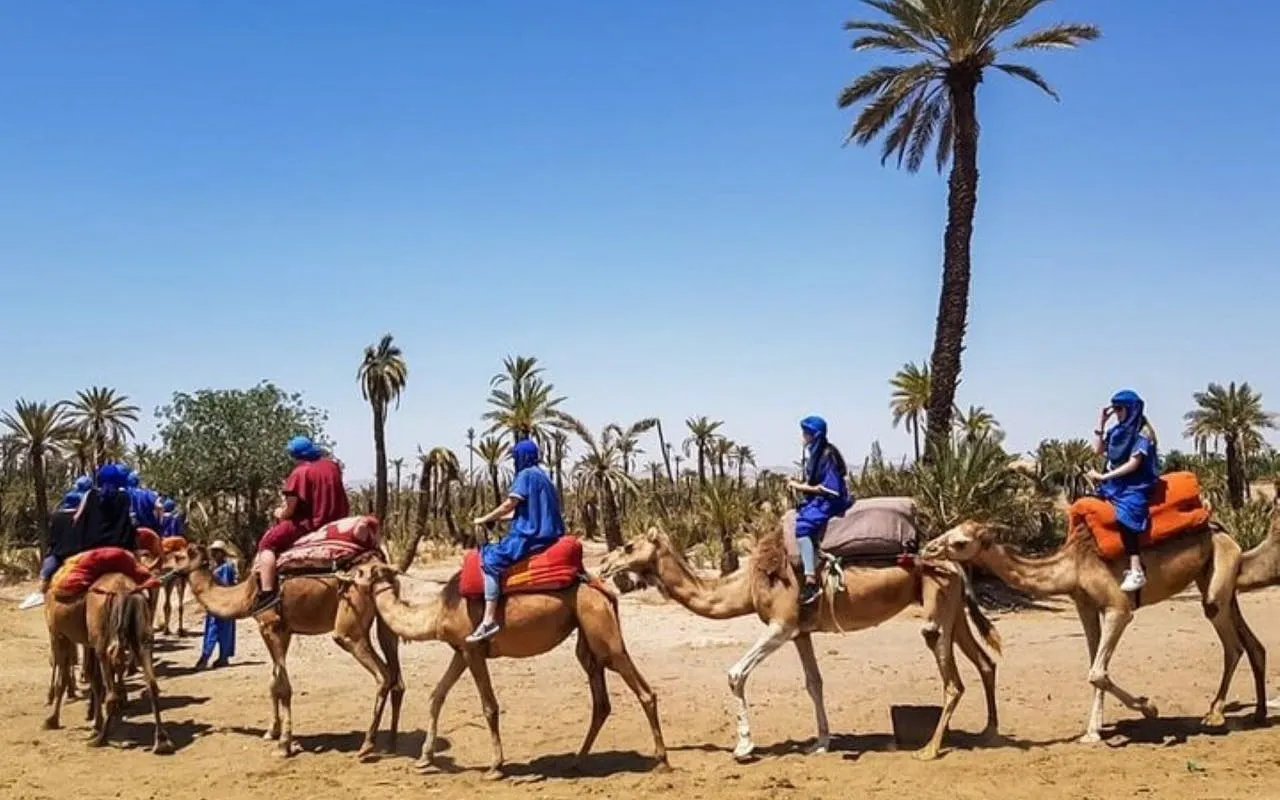 Camel ride through palm groves near Marrakesh, Morocco.