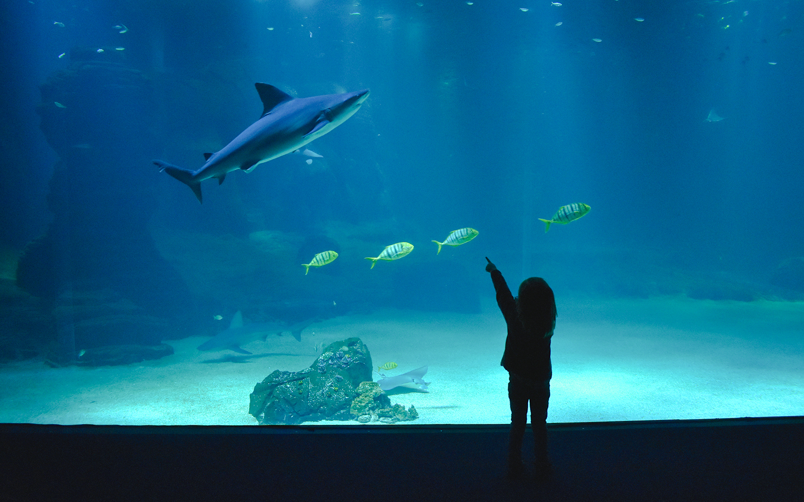 Child pointing at a shark in Nausicaá aquarium exhibit.