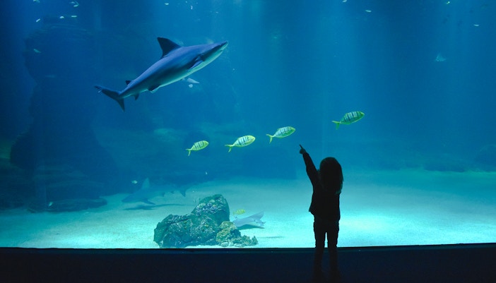 Child pointing at a shark in Nausicaá aquarium exhibit.