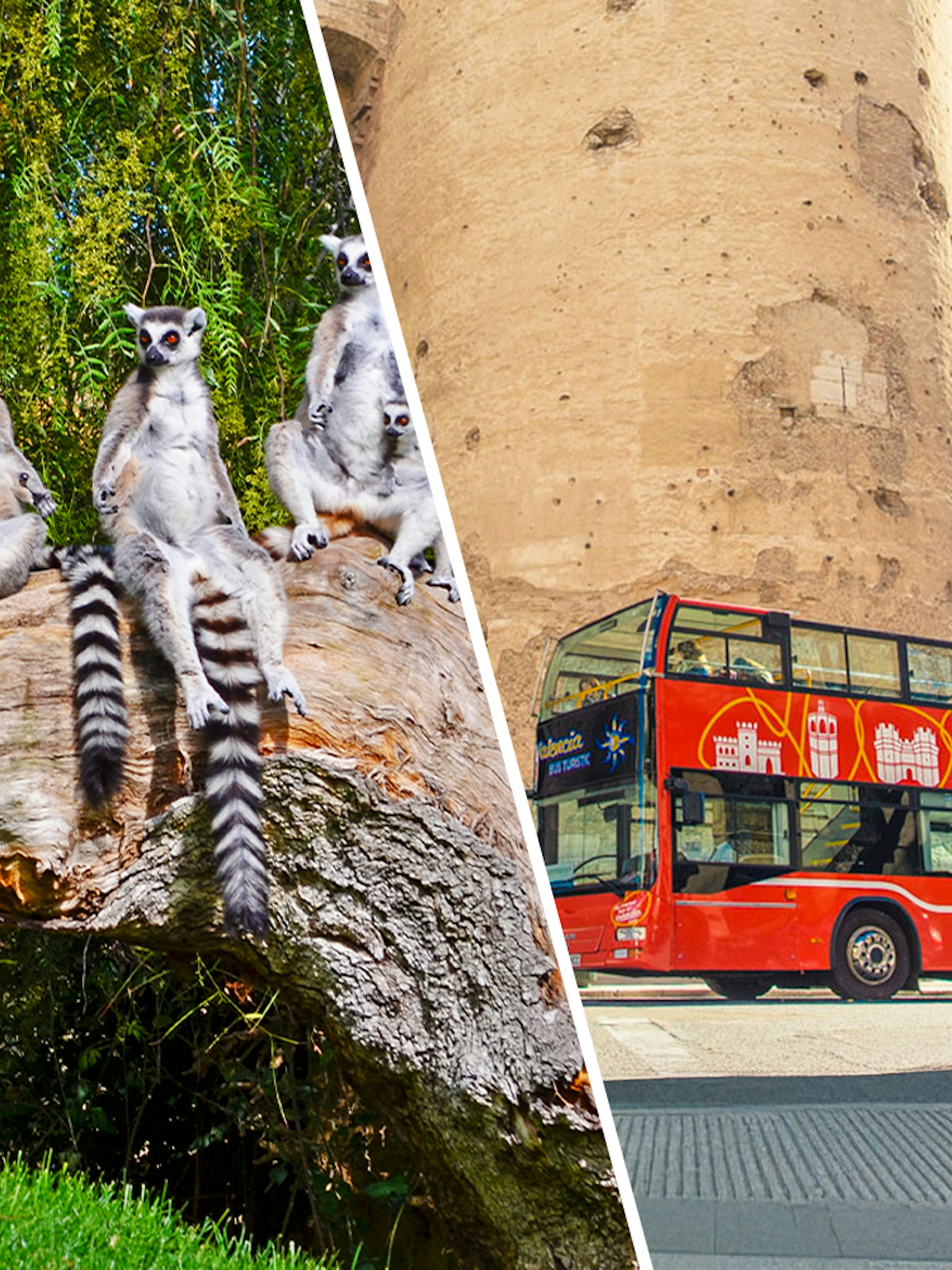Lemurs at Bioparc Valencia and a Valencia hop-on hop-off bus near a historic tower.
