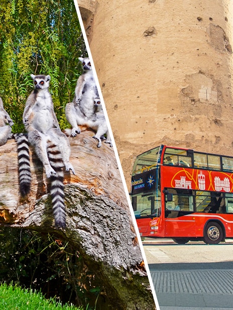 Lemurs at Bioparc Valencia and a Valencia hop-on hop-off bus near a historic tower.