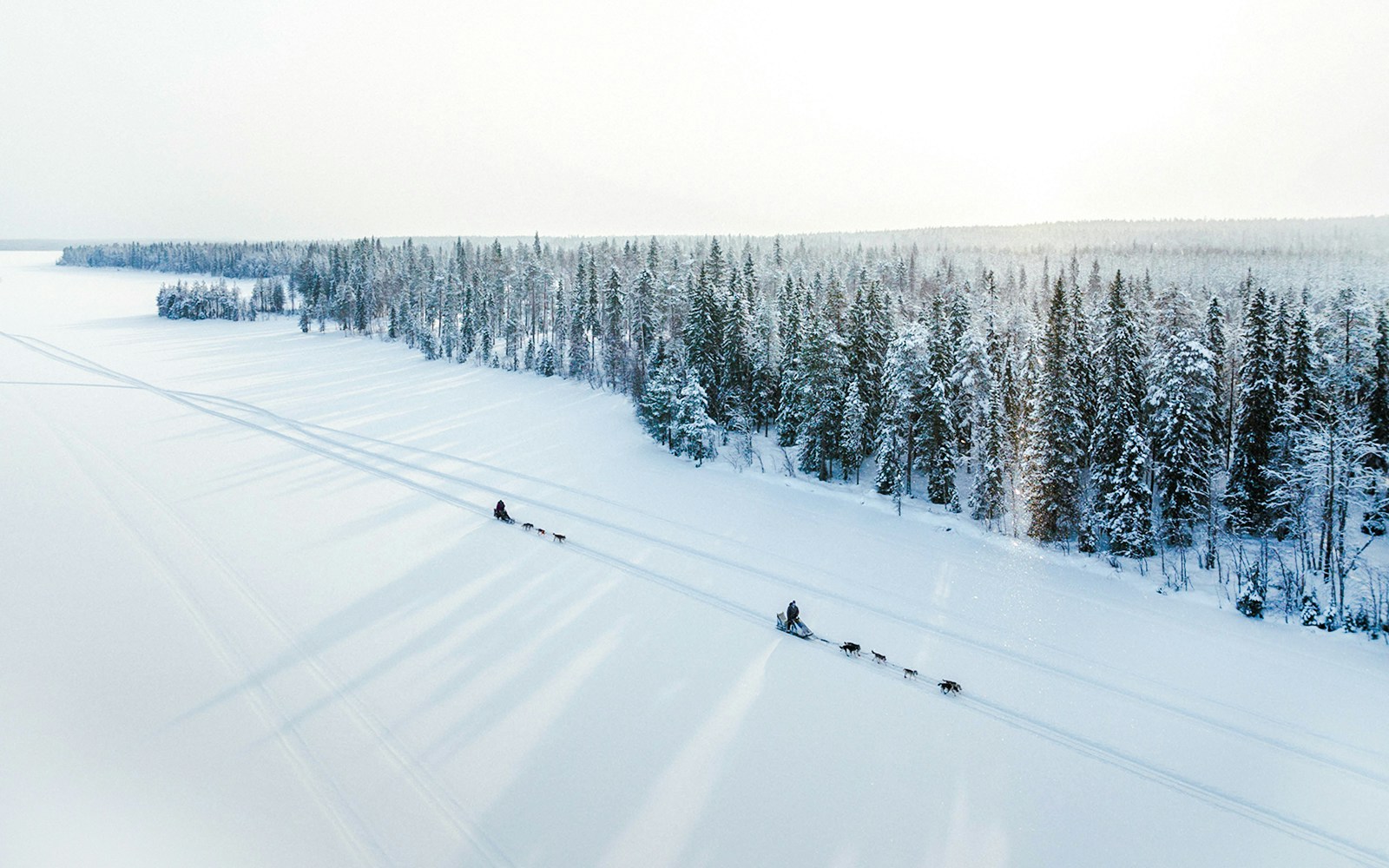 Aerial view of husky sledding through snowy forest in Lapland.