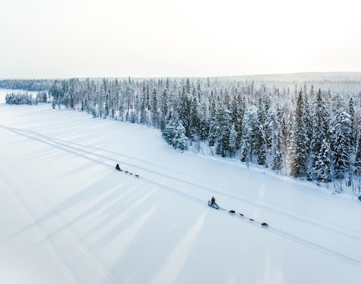 Aerial view of husky sledding through snowy forest in Lapland.