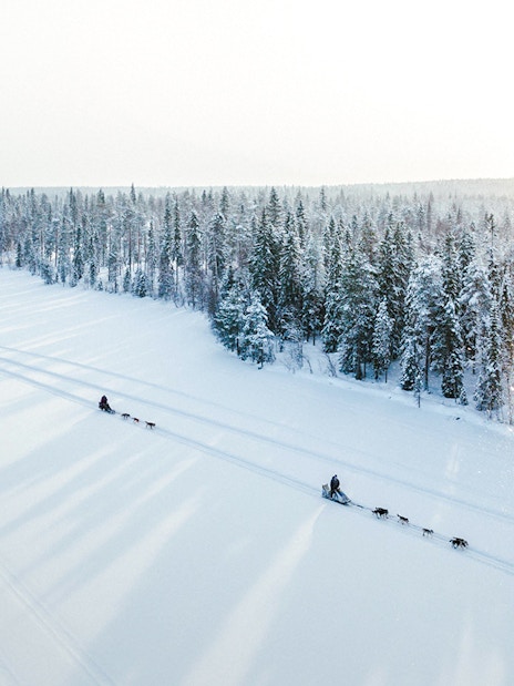 Aerial view of husky sledding through snowy forest in Lapland.