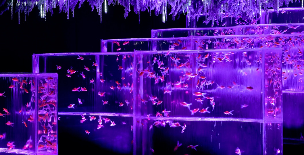Tiered aquariums with goldfish under purple light at Art Aquarium Museum, Tokyo.