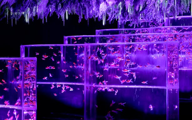 Tiered aquariums with goldfish under purple light at Art Aquarium Museum.
