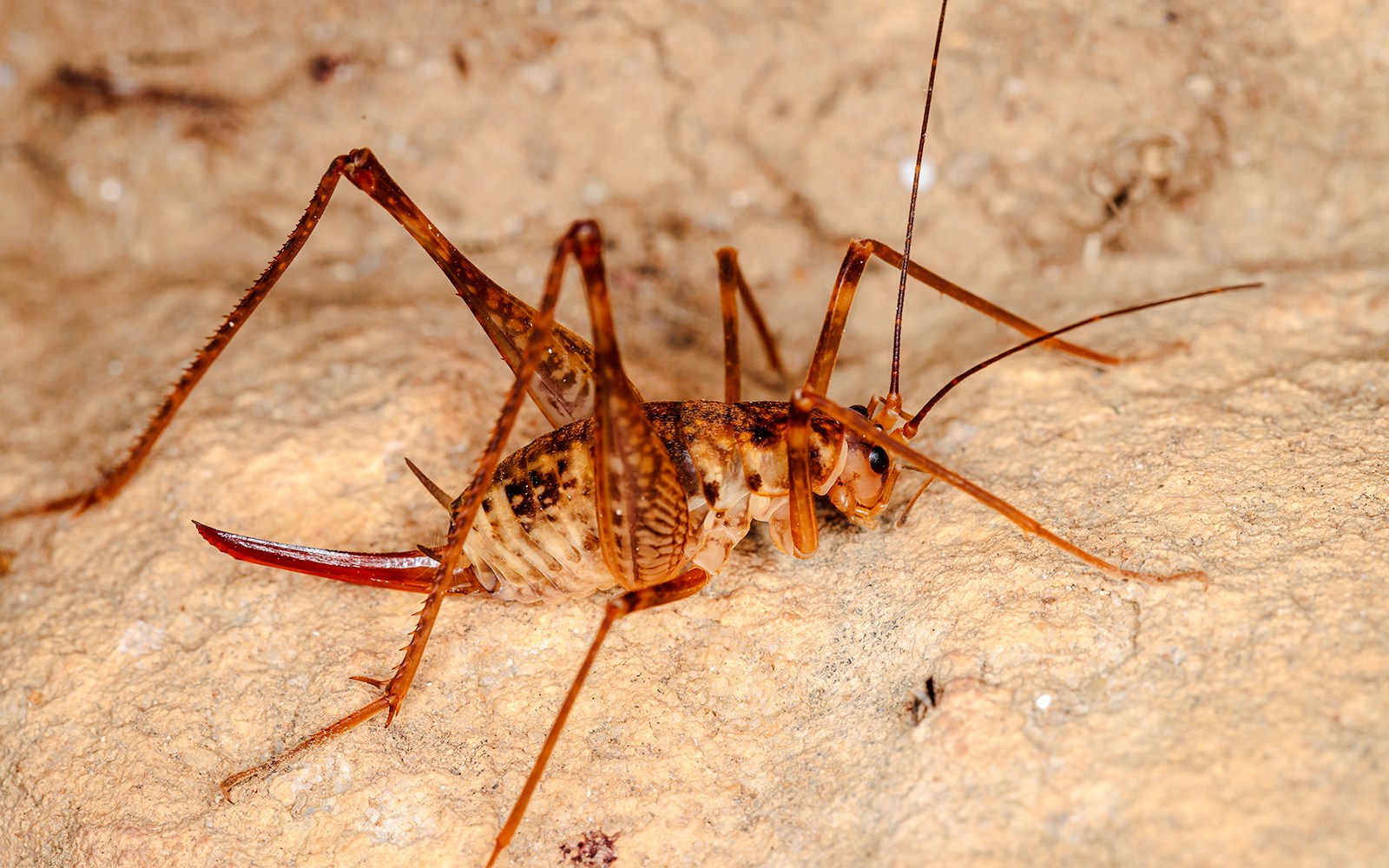 Cave wētā on rocky surface in New Zealand cave.