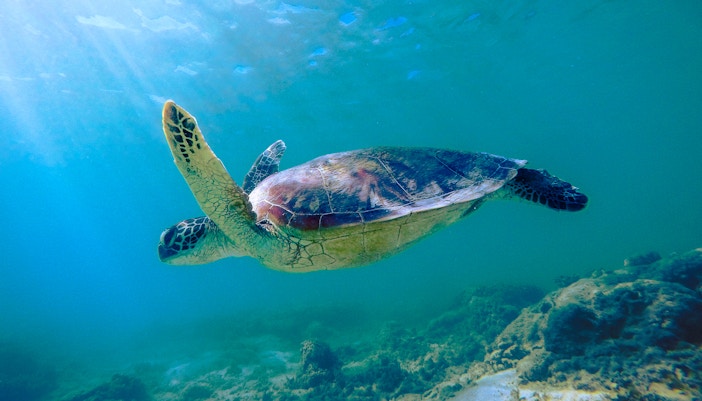 Sea Turtle Rehabilitation Center