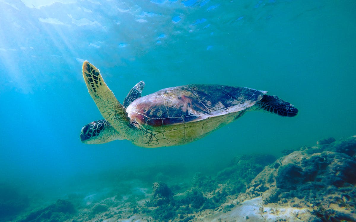 6-hour guided kayak dolphin tour and 4wd beach adventure from noosa-7 6-hour guided kayak dolphin tour and 4wd beach adventure from noosa-7