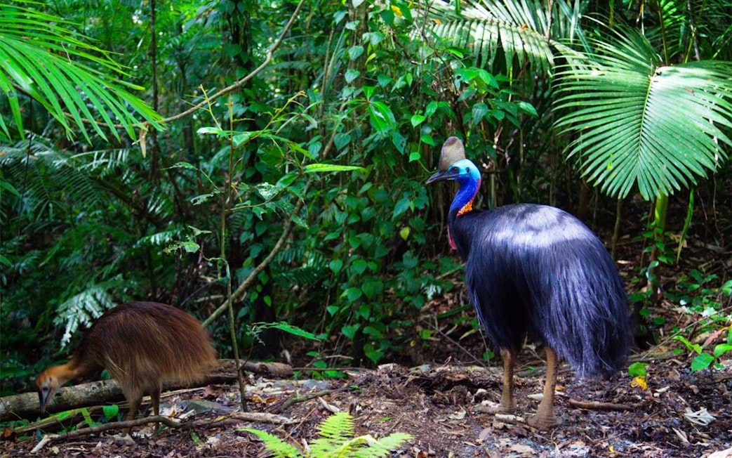 Cassowary in the rainforest during Cape Tribulation Day Tour.