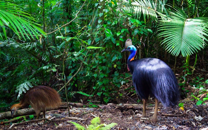 Cassowary in the rainforest during Cape Tribulation Day Tour.