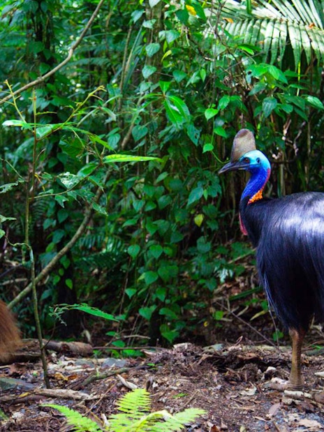 Cassowary in the rainforest during Cape Tribulation Day Tour.