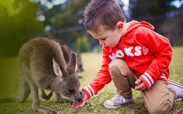 Child feeding a kangaroo at Symbio Wildlife Park.