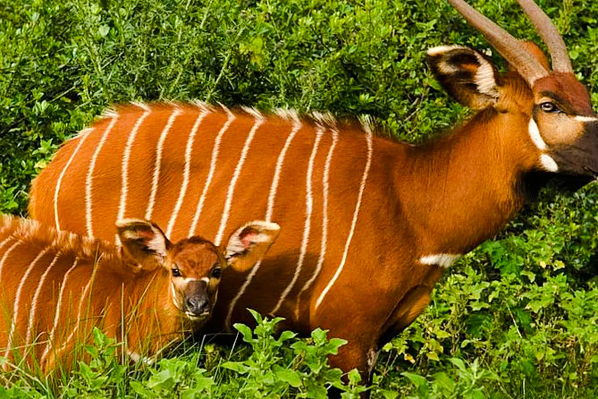 Bongo antelope with calf in Mount Kenya's lush greenery.