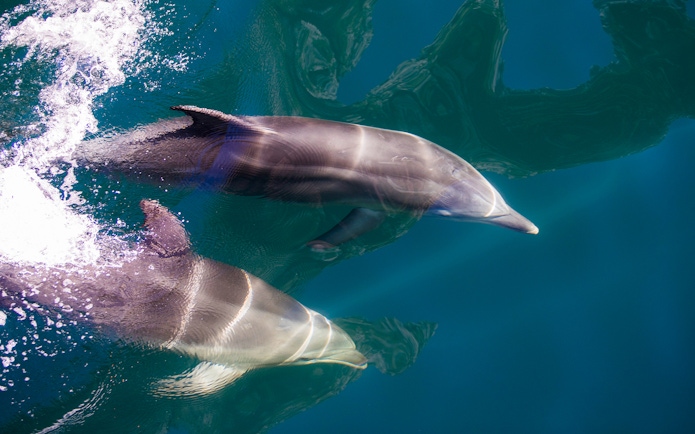 Dolphins swimming in Milford Sound, New Zealand.