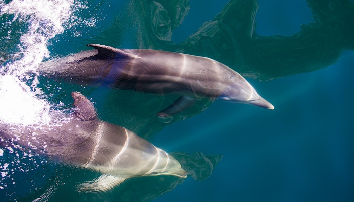A pair of dolphins in Milford Sound