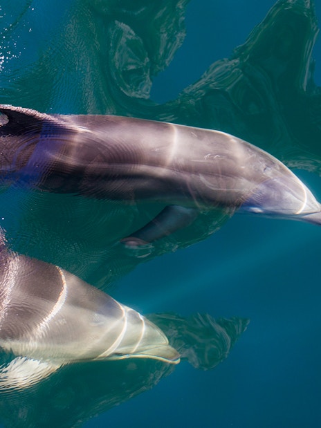 Dolphins swimming in Milford Sound, New Zealand.