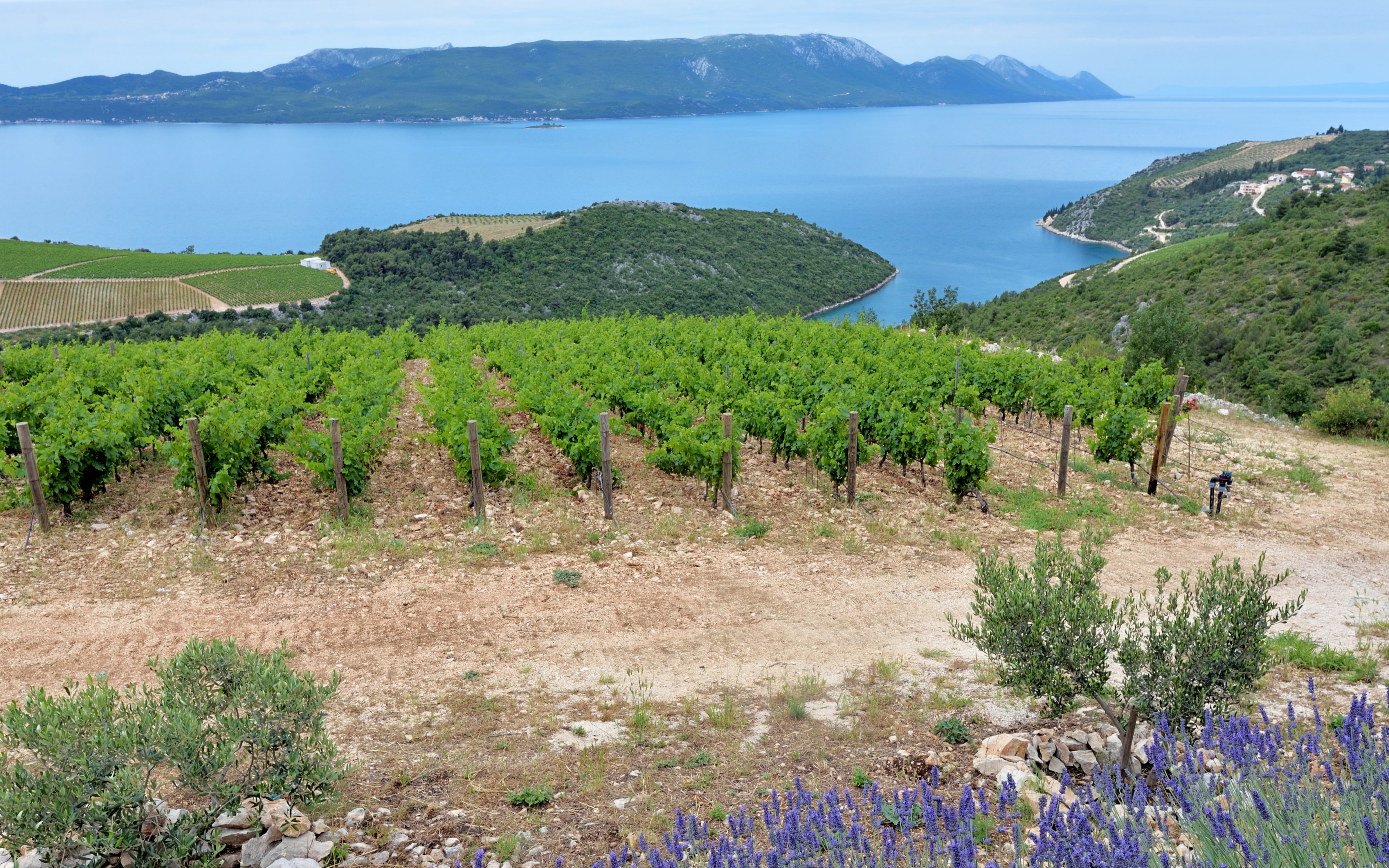 Vineyards overlooking the Adriatic Sea on Pelješac Peninsula, Croatia.
